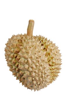 Durian Royalty Free Stock Image Durian Royalty Free Stock Image