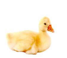 A Young Goose Royalty Free Stock Images