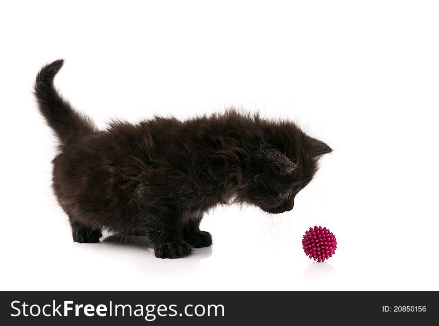 Cute little black kitten isolated on white background. Cute little black kitten isolated on white background