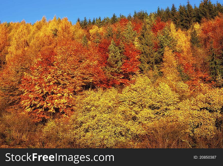 Autumn forest in full colors with blue sky. Autumn forest in full colors with blue sky