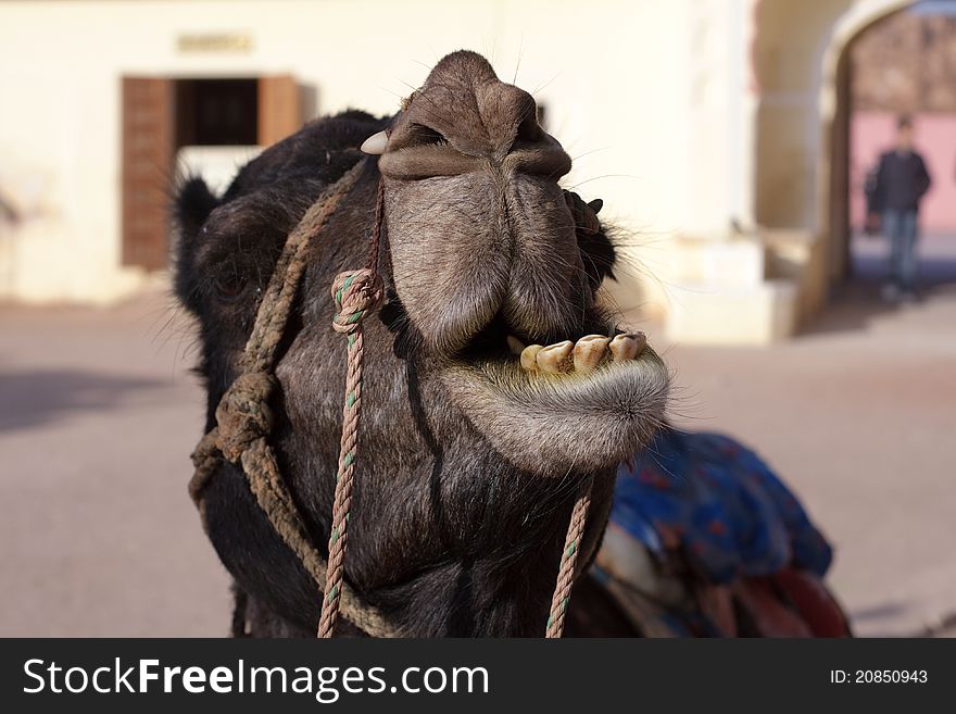 Camel in Fort Amber, India