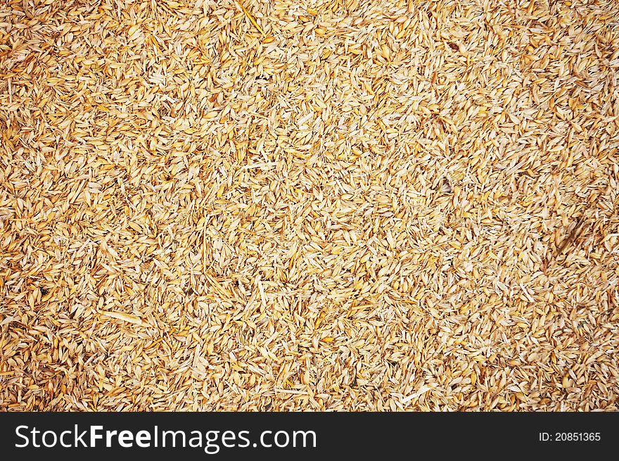 Natural Wheat Grains background, closeup