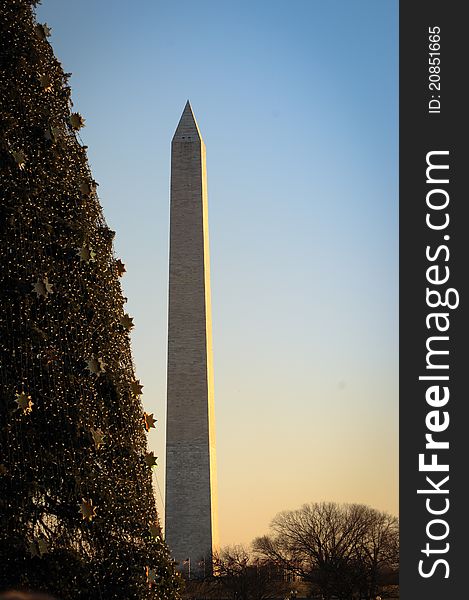 US Congress Christmas tree in foreground with Washington Monument in background. US Congress Christmas tree in foreground with Washington Monument in background