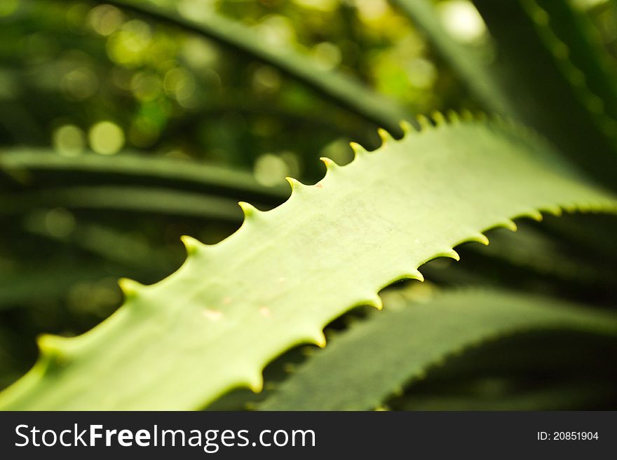 A green plant of Aloe in macro. A green plant of Aloe in macro.