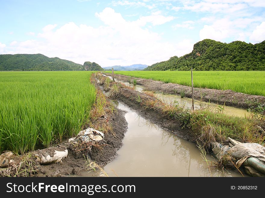 Rice terrace and mountains on sky. Rice terrace and mountains on sky