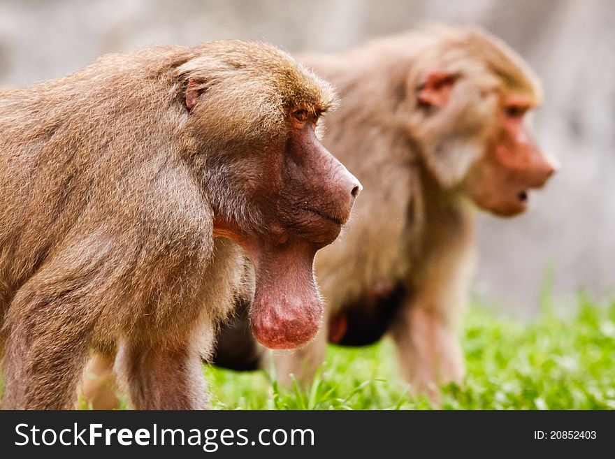 A male Hamadryas Baboon with his unique food pouch on prominent display at the Asheboro Zoo in North Carolina. A male Hamadryas Baboon with his unique food pouch on prominent display at the Asheboro Zoo in North Carolina.