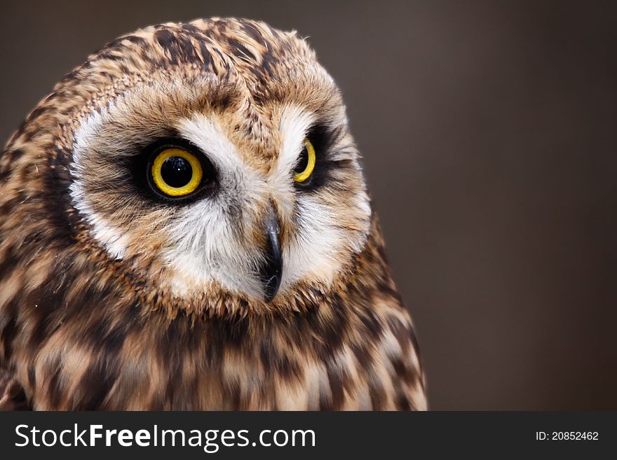 Beautiful Short-eared Owl Perching