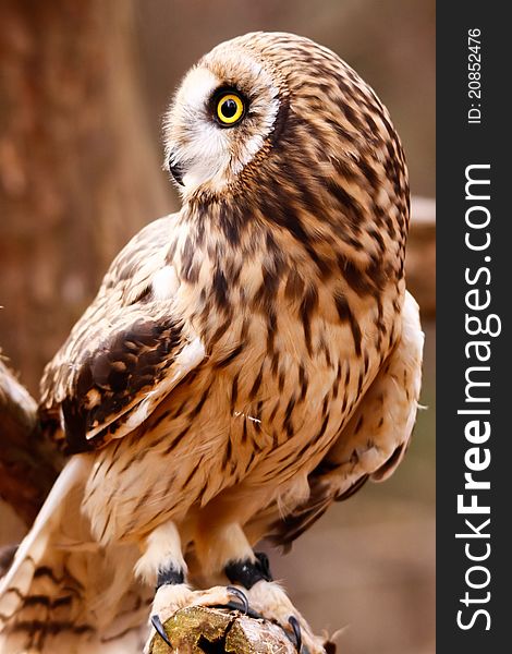Short-eared Owl Perching