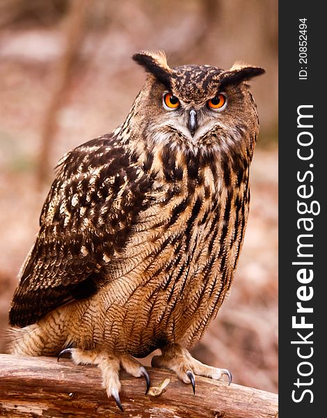 Eurasian Eagle Owl - Intense Gaze