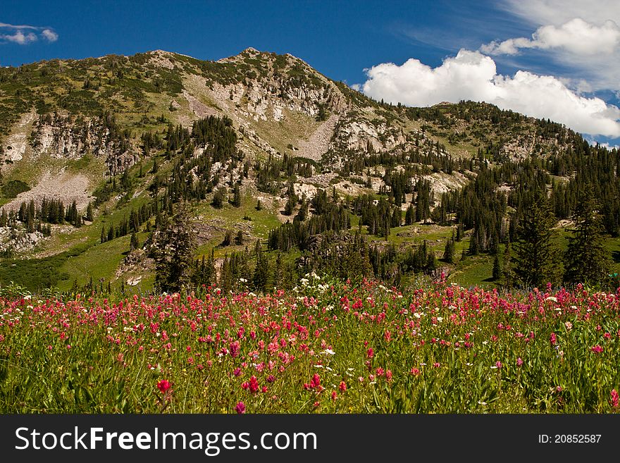 Landscape image of a mountain in the background and indian paintbrush wildflowers in the foreground. Landscape image of a mountain in the background and indian paintbrush wildflowers in the foreground