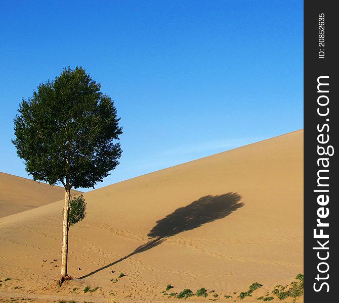 A lonely tree lived in the desert, nearby the Crescent Lake, Dunhuang.