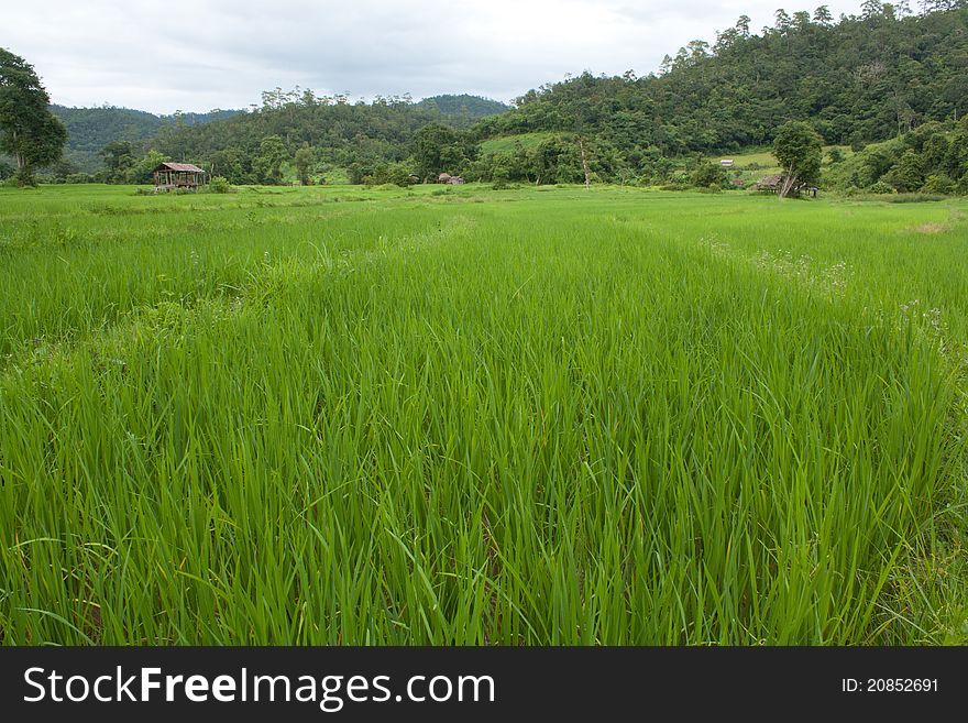 The Agriculure at Rice field
