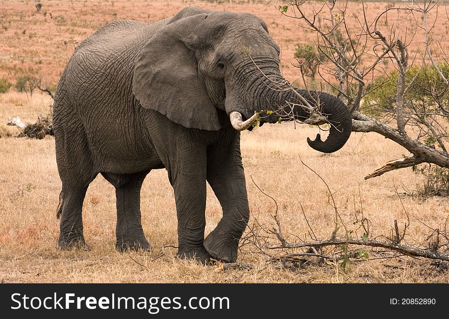 Wild elephant in habitat eating bark from a tree