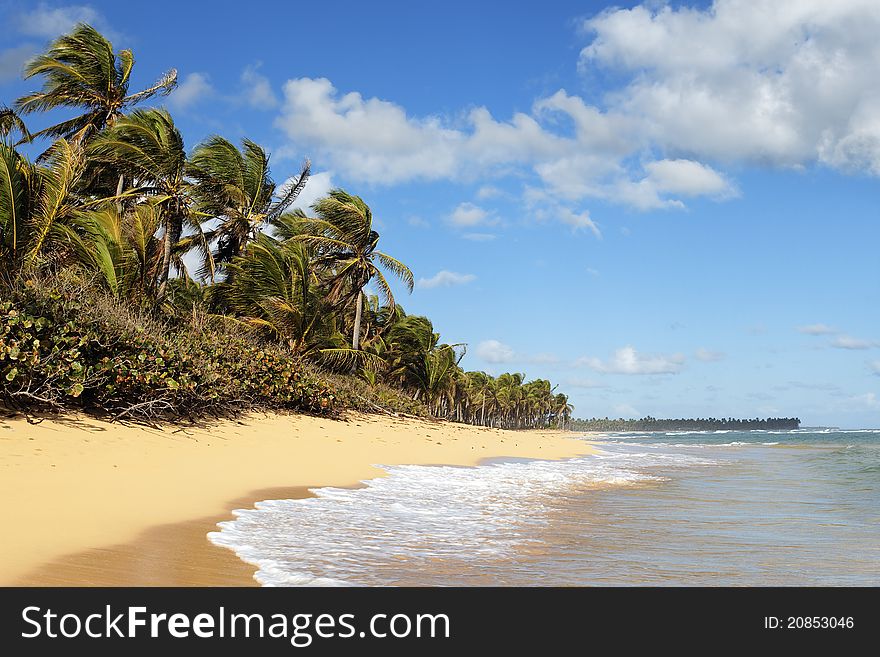 Beautiful caribbean beach with palm trees and sky. Beautiful caribbean beach with palm trees and sky