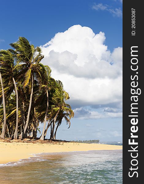 Beautiful caribbean beach with palm trees and clouds. Beautiful caribbean beach with palm trees and clouds