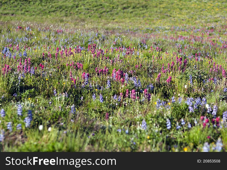 Flower bloomed field in Mt. Rainier National Park, Washington. Flower bloomed field in Mt. Rainier National Park, Washington