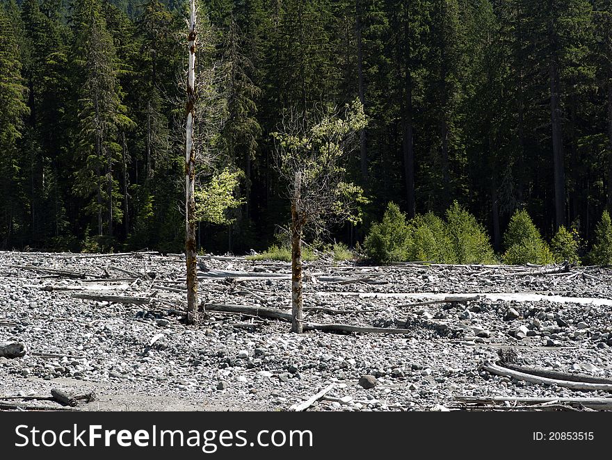 Dry rocky river bed in Mt Rainier National Park, Washington