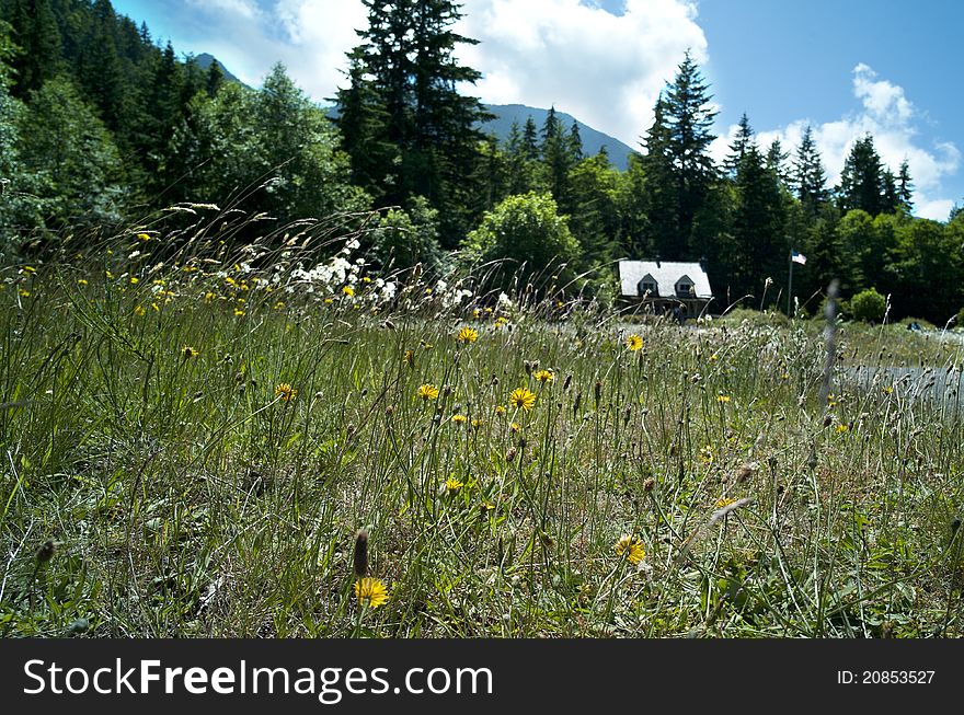 Flower field and cabin coated in a hilly valley, olympic national park, washington