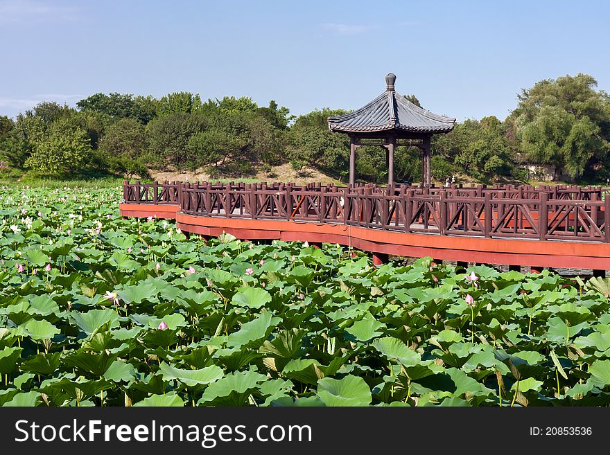 Exquisite Chinese Garden, lotus pond