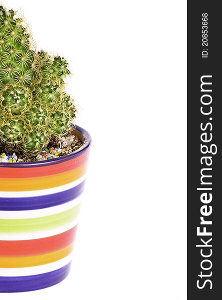 A small green cactus in a colorful rainbow pot isolated. A small green cactus in a colorful rainbow pot isolated