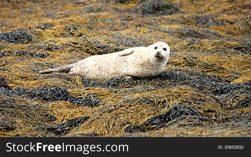 An Attentive Grey Seal Watching for any Activity. An Attentive Grey Seal Watching for any Activity.