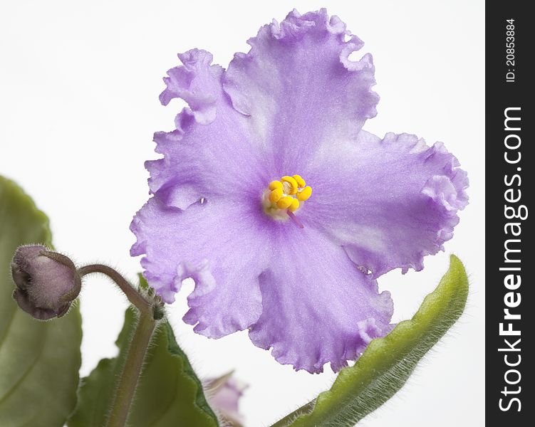 African violet (Saintpaulia) close up