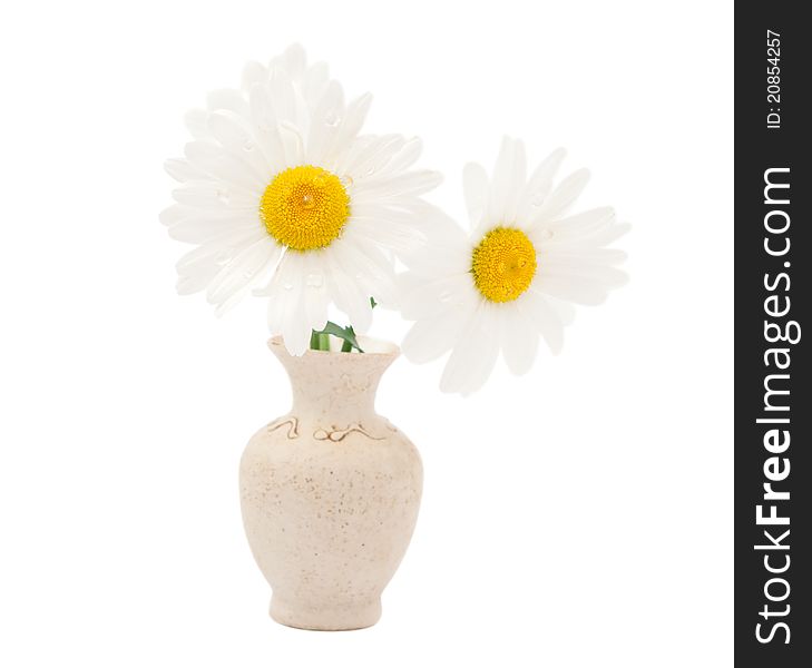 Daisy in a vase on a white background