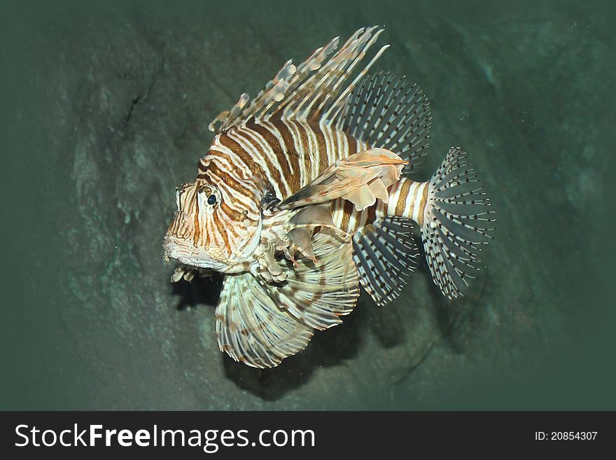 Striped fish in an aquarium. Striped fish in an aquarium