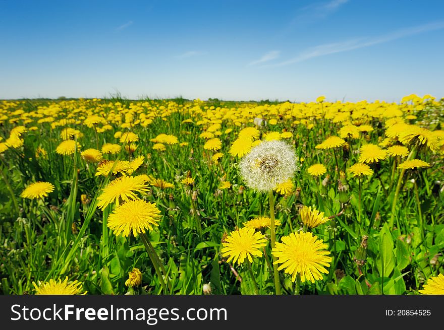 Boundless field of yellow dandelions on the horizon of sky. Boundless field of yellow dandelions on the horizon of sky