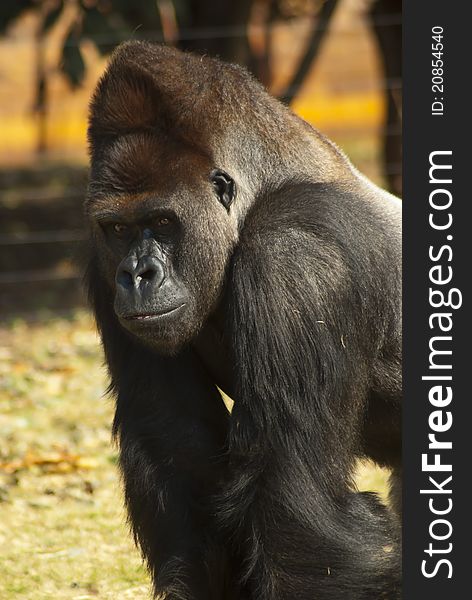 Close-up of a captured gorilla in a zoo environment. Close-up of a captured gorilla in a zoo environment