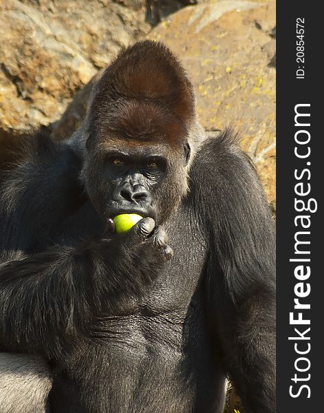 Close-up of gorilla eating an apple