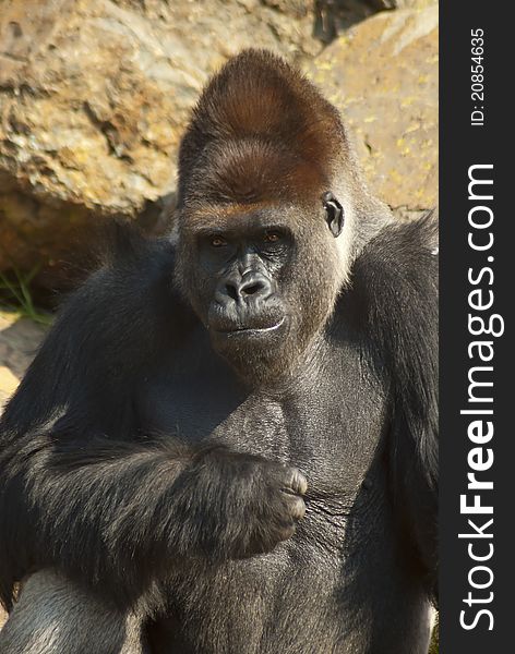 Close-up of a captured gorilla in a zoo environment. Close-up of a captured gorilla in a zoo environment