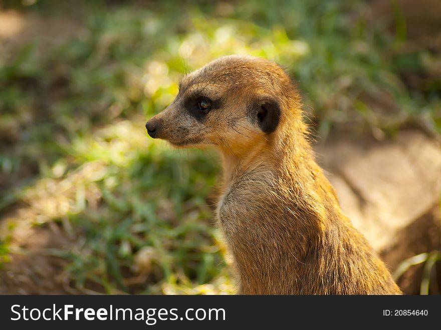 Close-up of meerkat with graas in the background