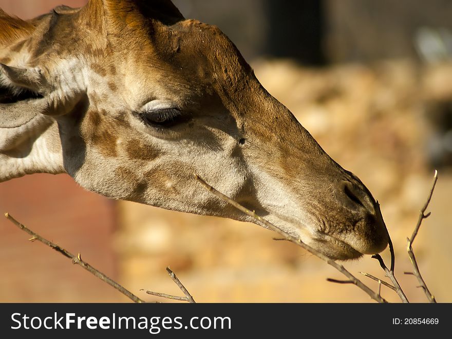 Close-up of a giraffe's face while its eating.