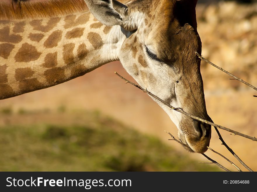 Close-up of a giraffe's face while its eating.