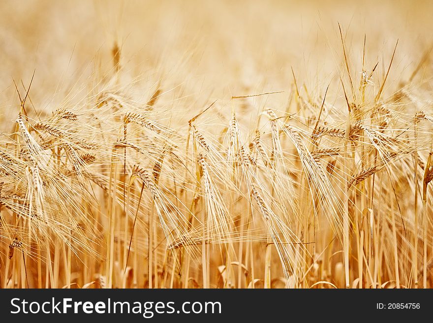 Yellow ears of wheat growing in a field. Yellow ears of wheat growing in a field