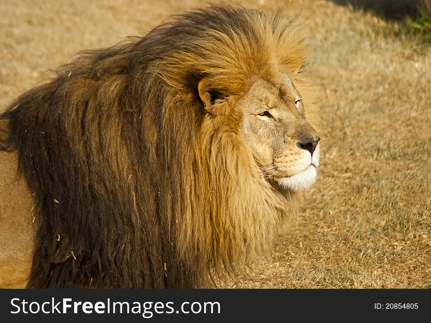 A single male lion in the wild looking very intently. A single male lion in the wild looking very intently