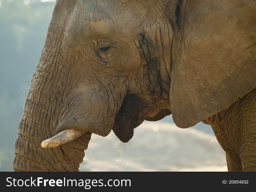 Close-up shot of an elephant's face with parts of the eye, trunk and ears visible