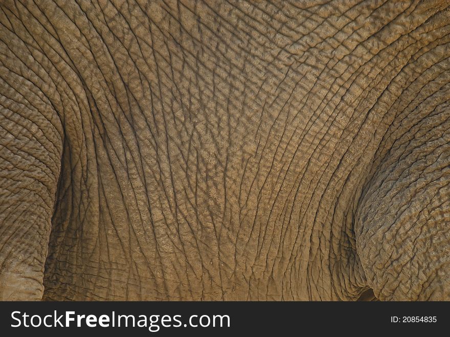 Close-up of an elephant's body. Parts of the legs are visible, with lots of textures on the body