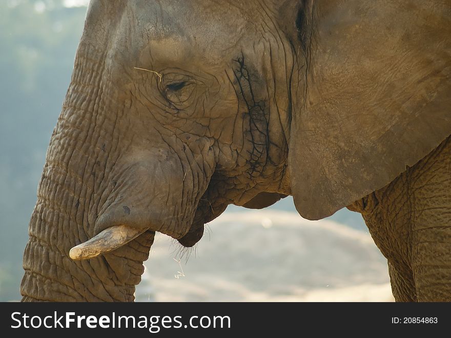 Close-up shot of an elephant's face