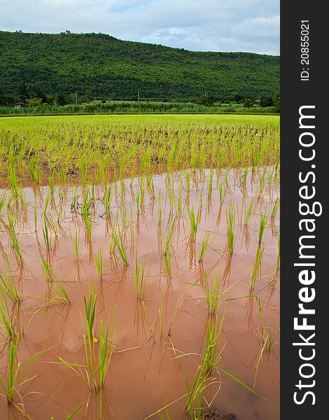 Paddy and the rice seedlings in front of mountain background