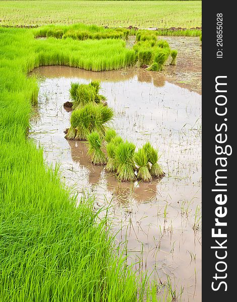 Paddy rice in field,countryside Thailand.