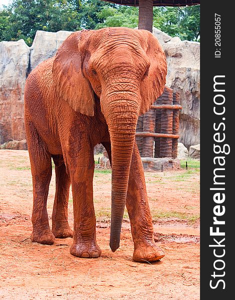 The African elephant watching portrait