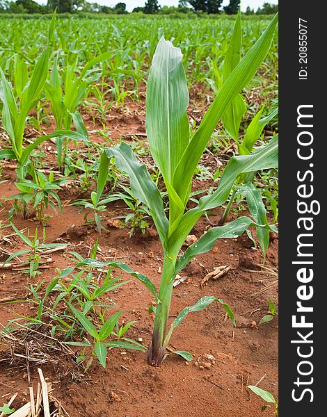 Young corn tree in the garden close up