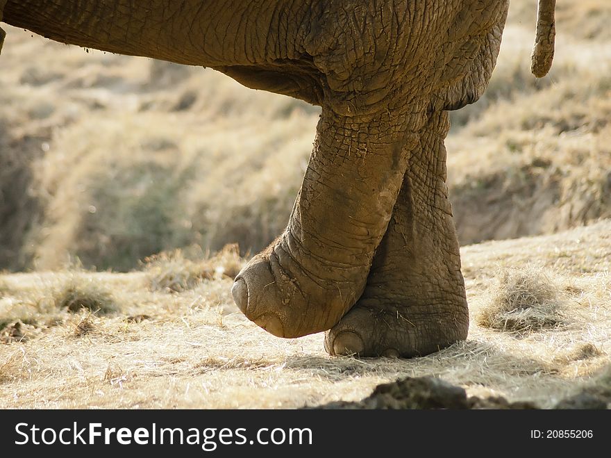 Close-up of an elephant legs crossing. Part of the background and body is visible. Close-up of an elephant legs crossing. Part of the background and body is visible