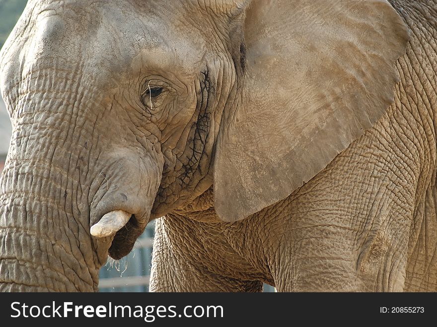 Close-up shot of an elephant's face