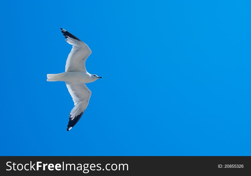 Fliing seabird in the sky