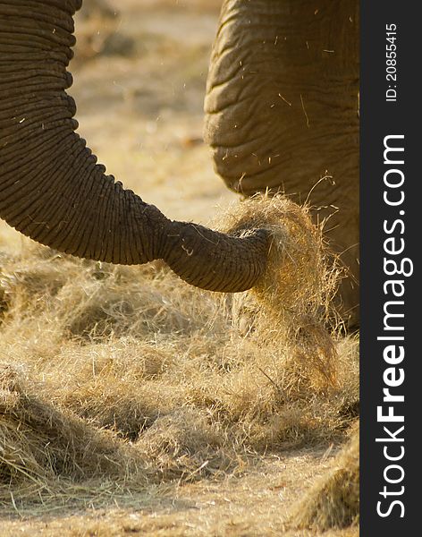 Close-up of an elephant's trunk as the elephant is eating some dried grass. Part of one leg is visible in the background