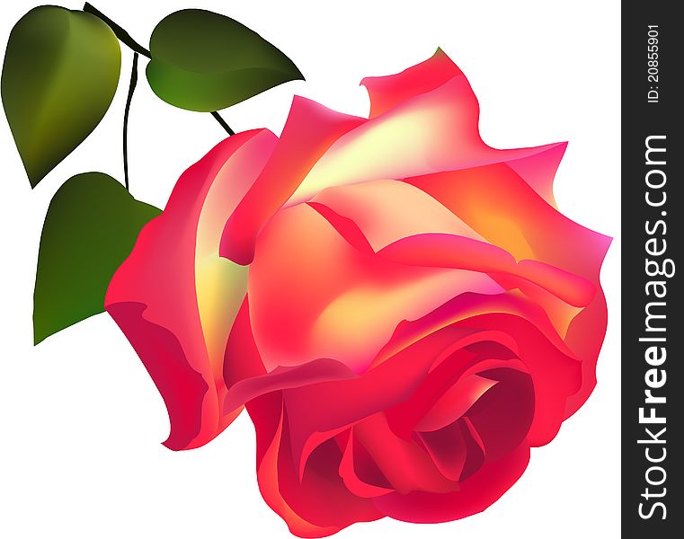 Red rose with green leaves. Red rose with green leaves