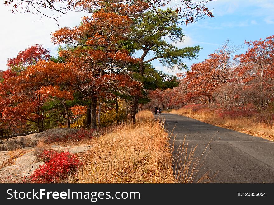 Beautiful fall colors by the country road. Beautiful fall colors by the country road.